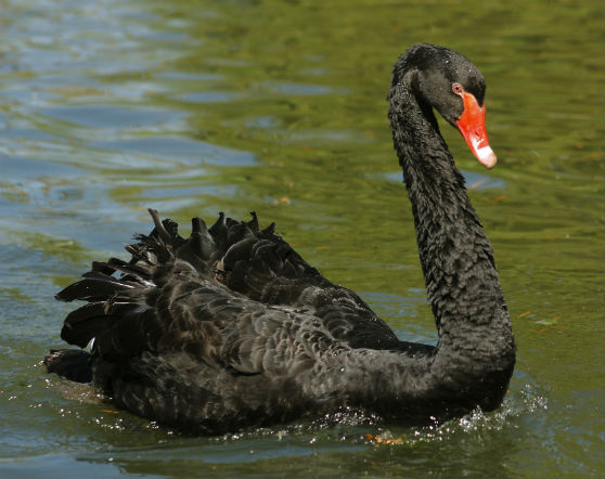 Ryzyko systemowe niczym potwór z Loch Ness