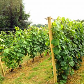 Polish agriculture could benefit from global warming